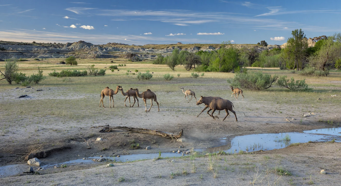 Hace unos 30–28 millones de años, en el Oligoceno de Norteamérica occidental, una llanura interior fresca y estacional se abría en bosques dispersos y estepas arboladas bajo una luz limpia de la mañana. Aquí avanzan Poebrotherium, un camello temprano de patas largas y dos dedos, y Hyracodon, un rinocerotoide corredor sin cuerno y de aspecto casi equino, levantando polvo sobre suelos arenoso-limosos junto a cauces efímeros. Al fondo, las suaves badlands grises y ocres —formadas por limos, arenas, paleosuelos y finas capas de ceniza volcánica— registran un mundo más seco y frío que el del Eoceno, cuando los mamíferos experimentaban nuevas formas de vida en paisajes cada vez más abiertos.