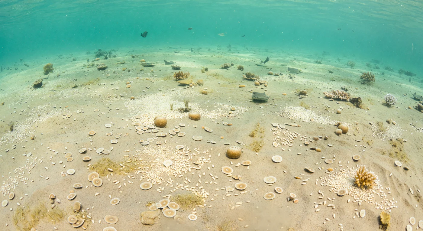 Auf einer flachen, warmen Schelfsee der tropischen Tethys breitet sich im Eozän, vor etwa 56 bis 34 Millionen Jahren, eine helle Karbonat-Ebene aus, dicht bedeckt von münzförmigen Nummulites und spindelförmigen Alveolina. Diese großwüchsigen benthischen Foraminiferen wirkten wie eine gewaltige Kalkfabrik und erzeugten Sedimente, aus denen später vielerorts Nummulitenkalke entstanden. Zwischen kleinen Fleckenkorallen gleiten einige Rochen über den sonnengefluteten Meeresboden – ein eindrucksvolles Bild einer Treibhauswelt, in der einzellige Organismen ganze Landschaften prägten.