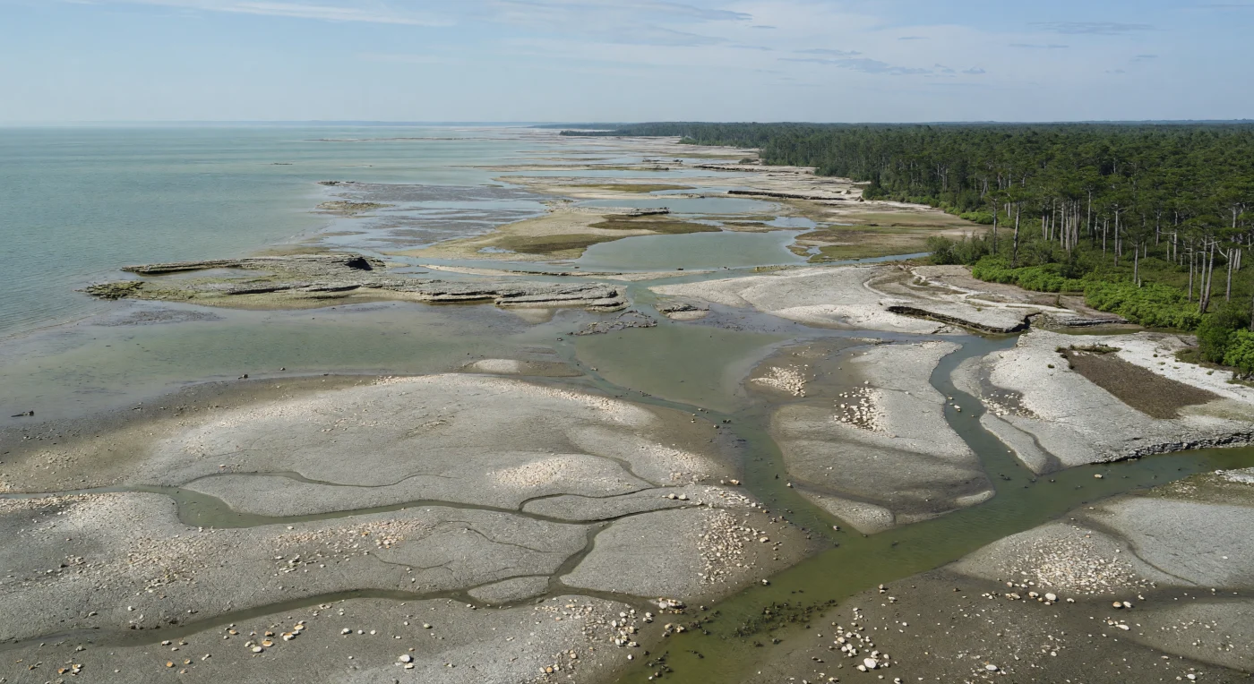 During the Late Carboniferous, about 310–300 million years ago, repeated growth of Gondwanan ice sheets caused sea level to fall and exposed broad tropical carbonate flats along shallow epicontinental seas. This reconstruction shows gray-beige limestone mudflats cut by braided channels and isolated lagoons, with shell debris from brachiopods, crinoids, and bryozoans scattered across the surface, while coal-swamp forests of Lepidodendron, Sigillaria, Calamites, and seed ferns stand at the inland margin. The alternating limestone, shale, siltstone, and coal layers visible in coastal scarps record the cyclothems formed by these repeated glacial transgressions and regressions.
