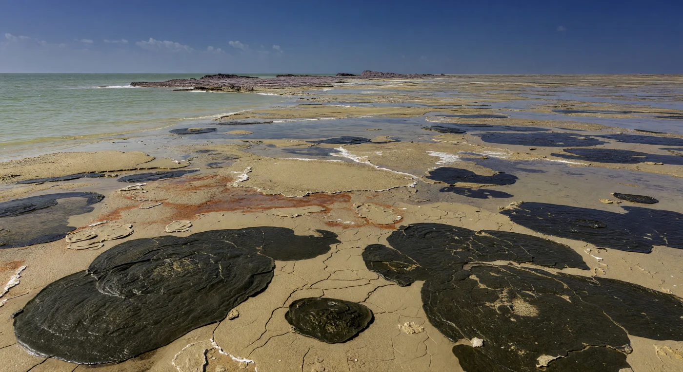 眼前には、約5億3800万〜4億8500万年前のカンブリア紀前期〜中期、熱帯の浅い海が大きく引いた干潟が広がり、淡褐色の炭酸塩泥、赤錆色のしみ、黒みを帯びたオリーブ色のシアノバクテリア・マットが地平線まで縞状に続いています。革のような微生物マットの表面には干上がってできた多角形の割れ目、さざ波の跡、退く海水が刻んだ浅い流路、そしてところどころに破れて露出したストロマトライトの葉理が見え、潮だまりには炭酸塩シルトと薄い微生物膜が静かに漂います。ここには魚類も陸上植物もまだ存在せず、主役はこうしたシアノバクテリア群集と微生物がつくる堆積構造で、のちの動物に満ちた海辺とはまったく異なる、太古の地球の原風景を伝えています。
