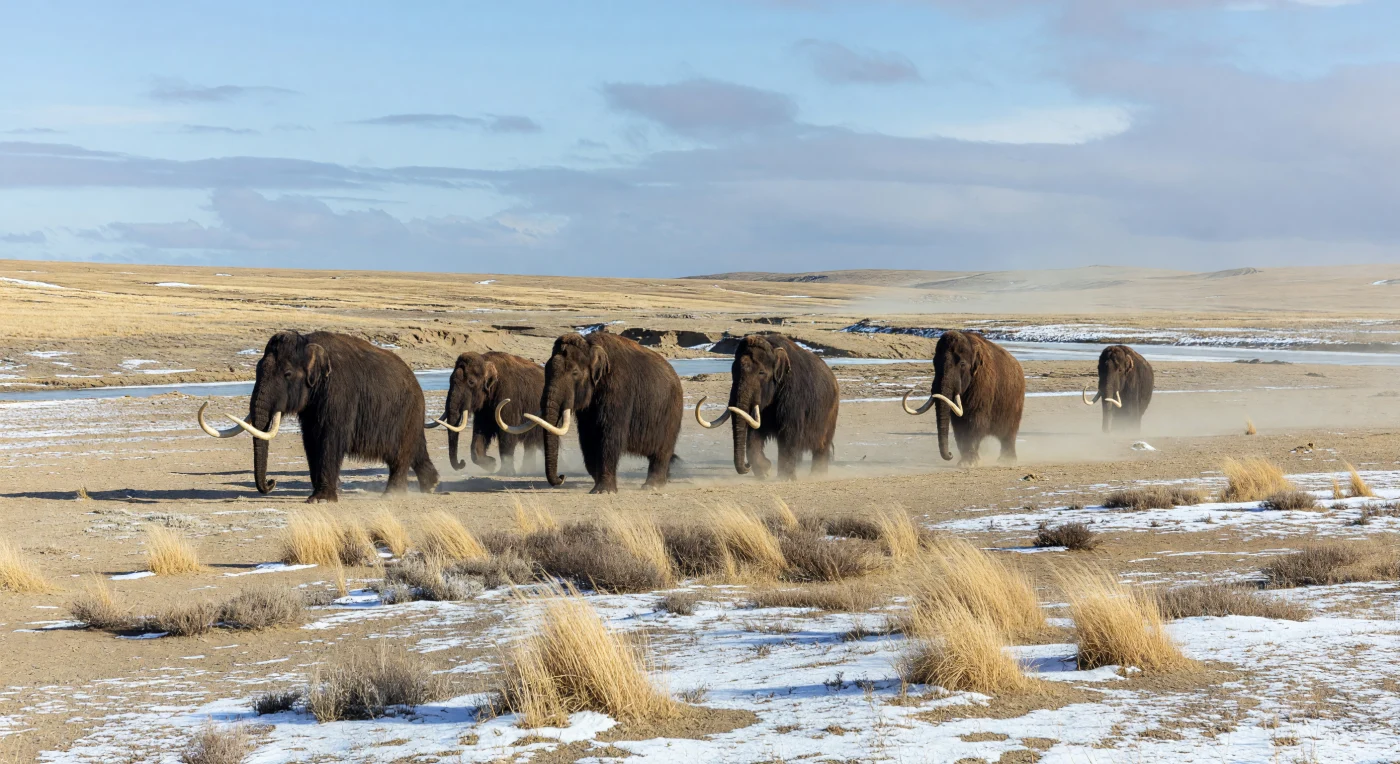 Op deze winderige lössvlakte uit het Laat-Pleistoceen, ongeveer 50.000–12.000 jaar geleden, trekt een kleine kudde wolharige mammoeten, Mammuthus primigenius, door een open steppe van Stipa-grassen en zilvergrijze Artemisia. Hun donkere ruige vacht, kleine oren en tot circa 3 meter lange spiraalvormige slagtanden waren aanpassingen aan de koude, droge omstandigheden van de mammoetsteppe, een uitgestrekt en voedselrijk periglaciaal landschap dat zich ooit van West-Europa tot Siberië en Beringia uitstrekte. Het opwaaiende lössstof, de dunne sneeuwstrepen en de bevroren bodem tonen een wereld van ijstijden waarin deze reuzen samenleefden met onder meer steppebizons, wolharige neushoorns en roofdieren als de holenleeuw.