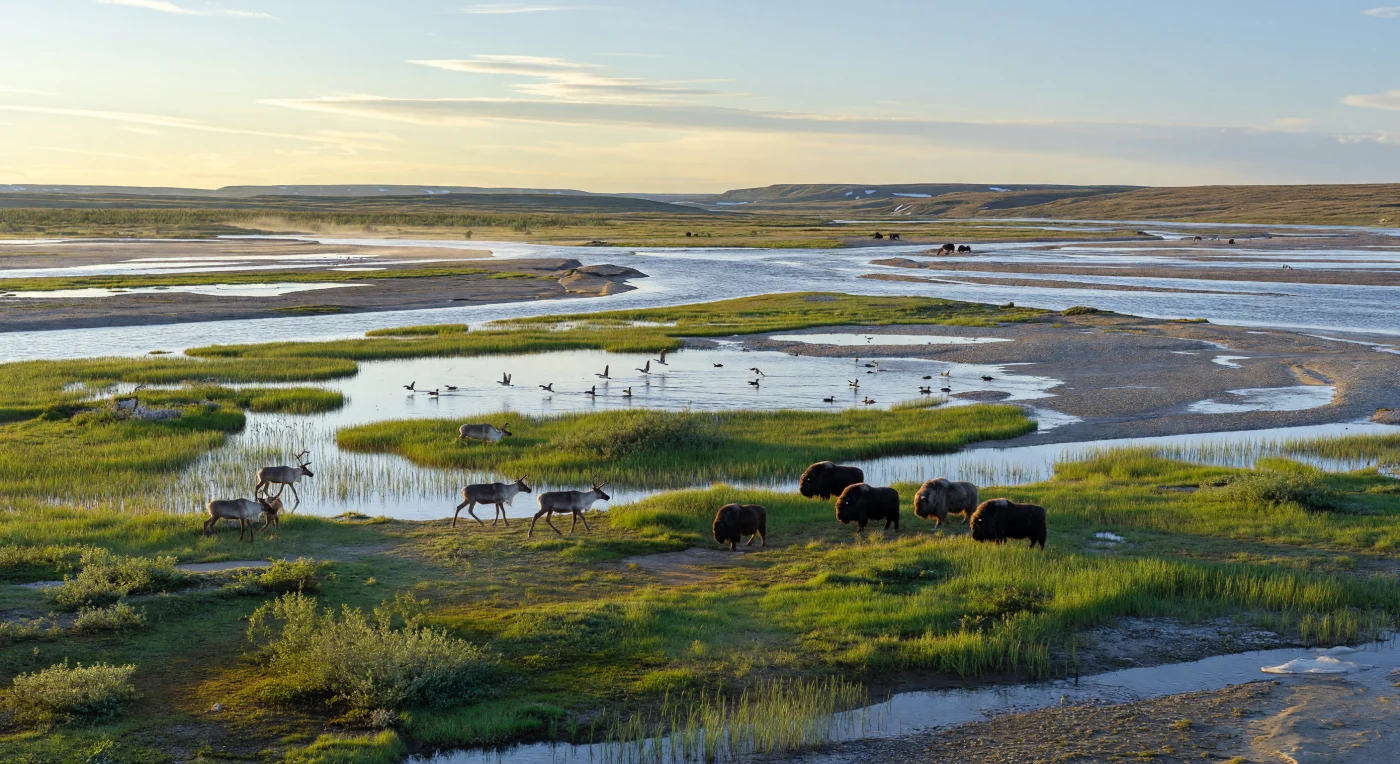 In questa breve estate del tardo Pleistocene, circa 30.000–15.000 anni fa, le pianure emerse della Beringia ospitano una vasta zona umida attraversata da canali intrecciati di acqua di fusione, illuminati dal sole radente di mezzanotte. Tra prati di carici (Carex), salici nani (Salix) ed equiseti (Equisetum) pascolano renne, Rangifer tarandus, e buoi muschiati, Ovibos moschatus, mentre stormi di uccelli acquatici si levano dagli stagni di disgelo. Questo paesaggio senza alberi, modellato da permafrost, loess e sedimenti glaciofluviali, faceva parte della grande steppa delle megafaune: un ecosistema freddo ma sorprendentemente fertile che sosteneva enormi erbivori nell’estremo nord dell’era glaciale.
