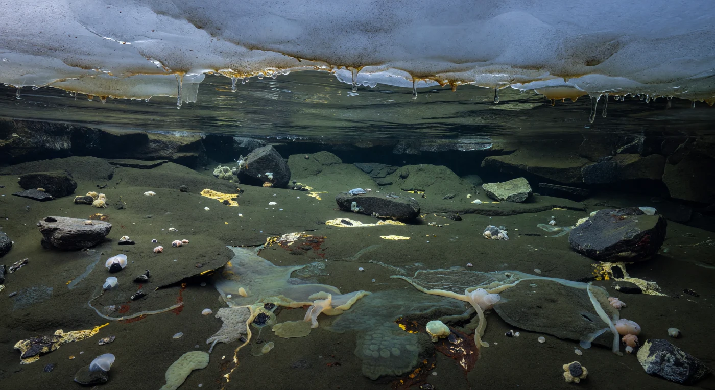Beneath grounded Cryogenian ice during Snowball Earth, roughly 720–635 million years ago, a dim sub-ice brine cavity shelters a stratified, near-freezing marine ecosystem. The view shows a low scalloped ice roof, shimmering saline layers, dark muddy sediment with dropstones, sulfur- and iron-stained redox patches, and extensive microbial veils and mats that likely dominated productivity in these isolated habitats. Rare sponge-like encrusting animals may cling to firmer ledges, but the scene is chiefly a portrait of a pre-animal-dominated world shaped by cold, low oxygen, and microbial life.