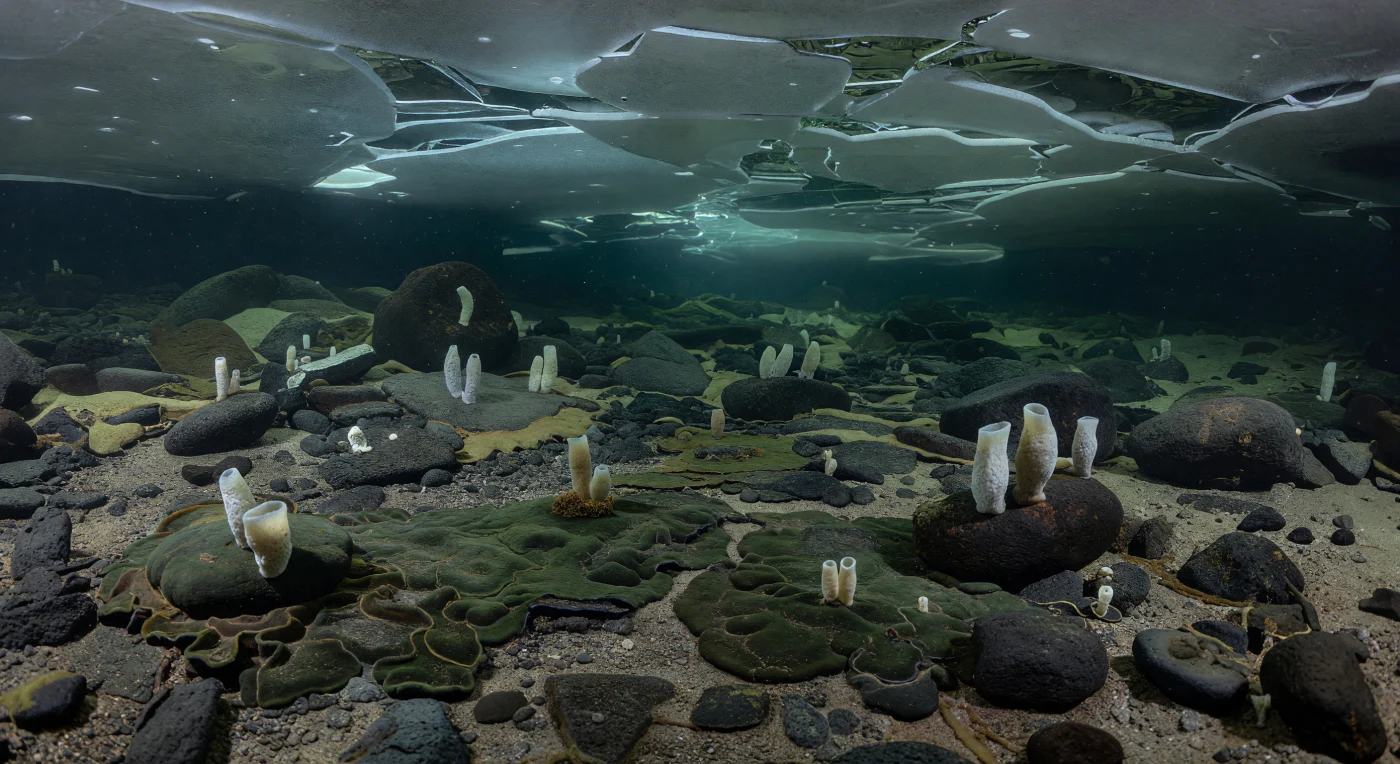 약 7억 2천만~6억 3천5백만 년 전의 크리오제니아기 ‘눈덩이 지구’ 동안, 얇게 갈라진 해빙 아래로 스며드는 푸른빛 속에 현무암 자갈과 주름진 스트로마톨라이트성 미생물 매트가 깔린 얕은 바다가 펼쳐집니다. 바닥의 돌에는 높이 5–15cm가량의 작은 꽃병 모양 해면동물들이 붙어 있는데, 이들은 초기 데모스펀지류의 줄기군으로 추정되며, 희미한 조류·시아노박테리아 막과 함께 극도로 약한 빛이 닿는 피난처 생태계를 이룹니다. 거의 전 지구가 얼음에 덮였던 이 시기에도 바다 아래에는 액체 물이 남아 있었고, 이러한 빙하 하부 서식처는 초기 동물과 미생물이 혹독한 한랭기를 견뎌낸 중요한 생명의 은신처였을 가능성이 큽니다.