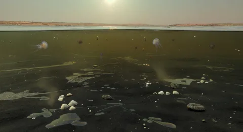 Permian — Great Dying